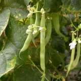 Kada saditi pasulj na otvorenom tlu u predgrađu